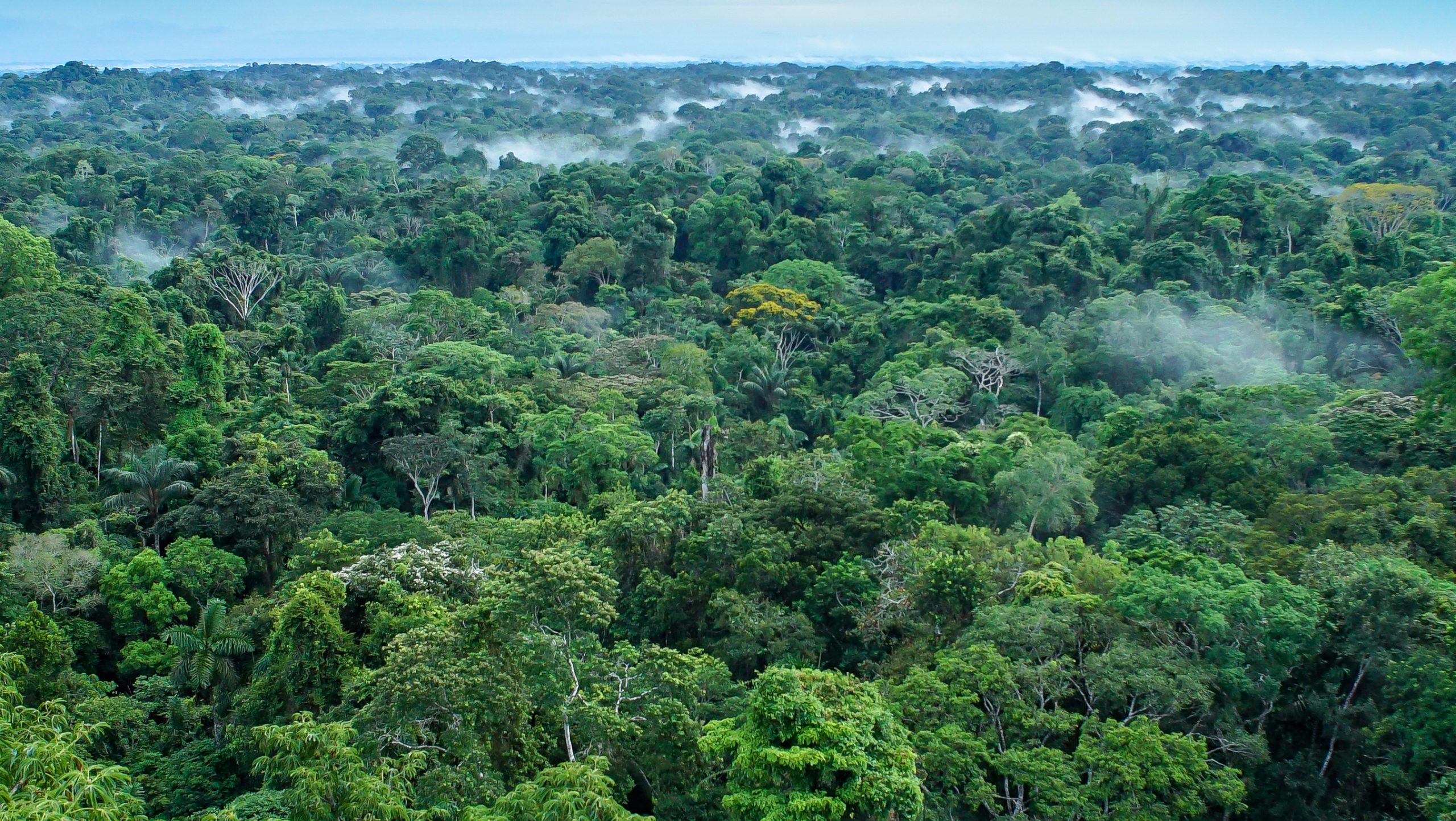Beautiful landscape of the amazon rainforest, Yasuni National Park, Ecuador. High quality photo