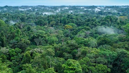 Beautiful landscape of the amazon rainforest, Yasuni National Park, Ecuador. High quality photo